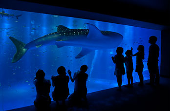 能登岛水族馆