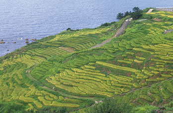 Senmaida Rice Terraces